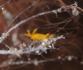   Sponge Isopod about size half grain rice hence bit blur when blown never seen one here so thought would post let know they are there  